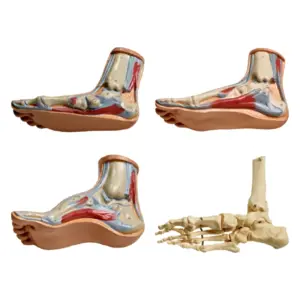 Modelli dei piedi per studi medici e podologici